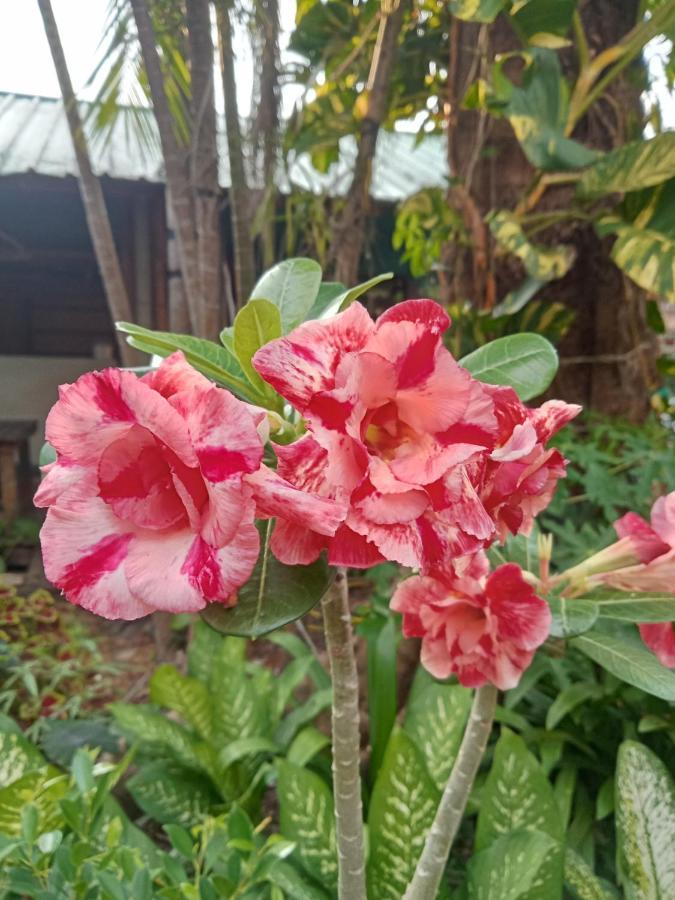 P P Garden Hotel Phi Phi Islands