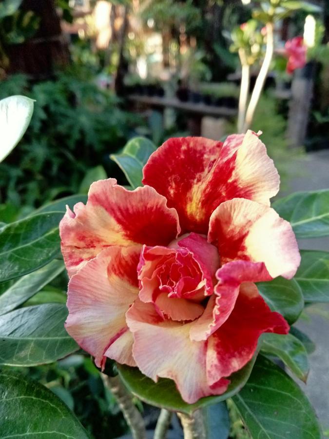 P P Garden מלון קו פי פי