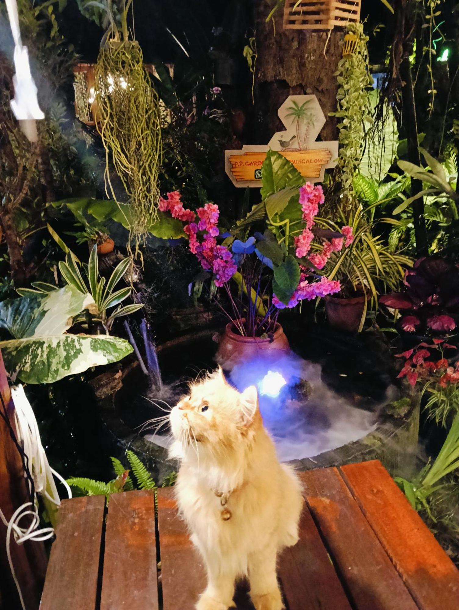 P P Garden מלון