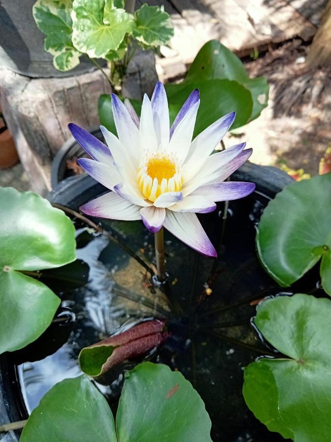 Hotel P P Garden 2*